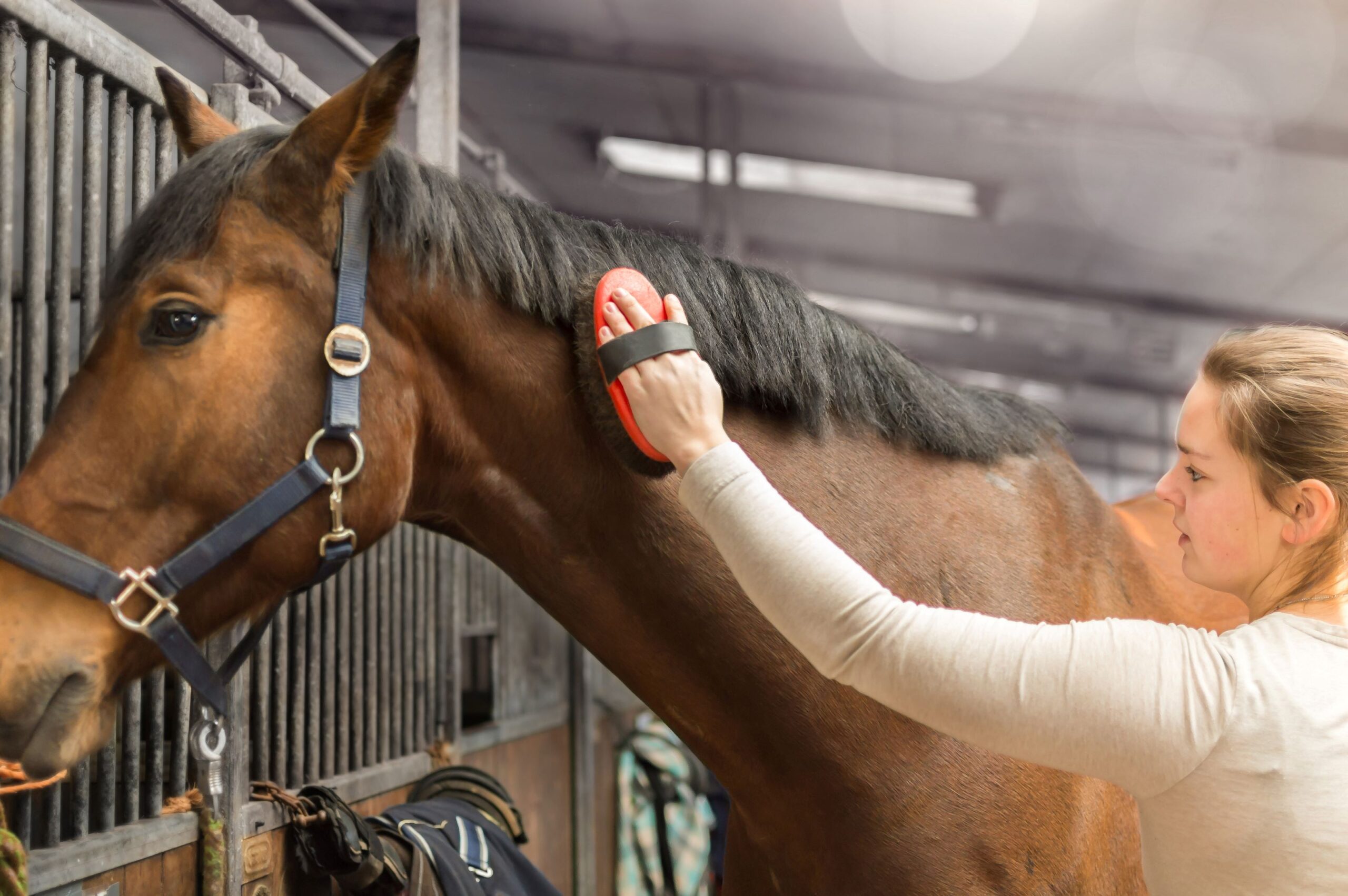 A person cleans a horse
